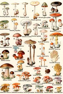 Edible and Poisonous Mushrooms by American School