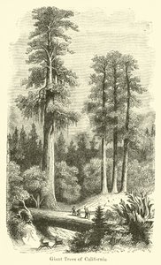 Giant Trees of California by American School