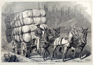 Hauling Cotton to Market, from One Hundred Years