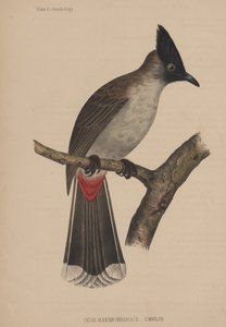Ixos Haemorrhous (Gmelin) by American School