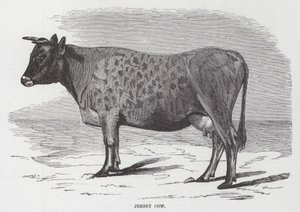 Jersey Cow by American School