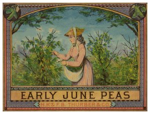 Lady Picking Early June Peas