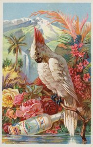 Macaw Perched with Bottle