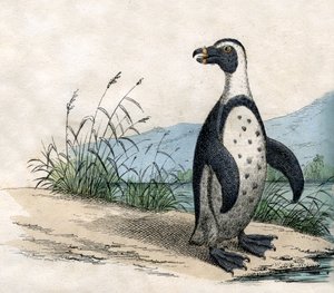 Magellanic Penguin by American School