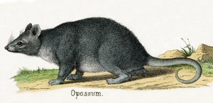 Opossum, from The Natural History of Animals by American School