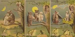 Owls
