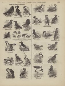 Page from Webster