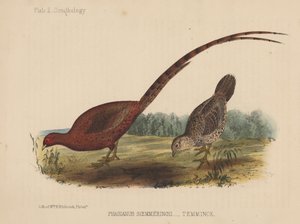 Phasianus Soemmeringh by American School