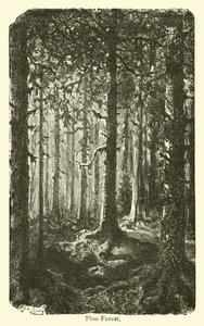 Pine Forest by American School