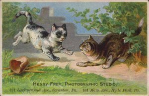 Playful Kittens by American School