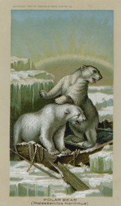 Polar Bear, Thalassarctos Maritimus by American School