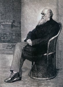 Portrait of Charles Darwin by American School