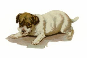 Puppy Playing by American School