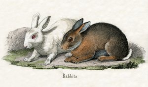 Rabbits