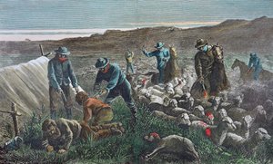 Sheep slaughter during the Pleasant Valley Range War, Arizona by American School