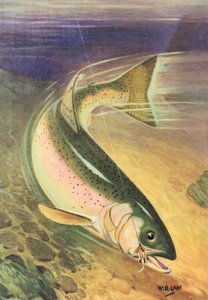 Sport Fishing: Rainbow Trout on the Line by American School