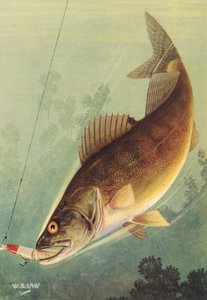 Sport Fishing: Walleye Striking a Lure