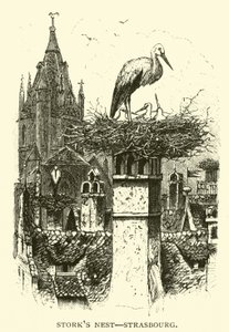 Stork