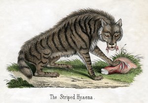 Striped Hyena, from The Natural History of Animals by American School