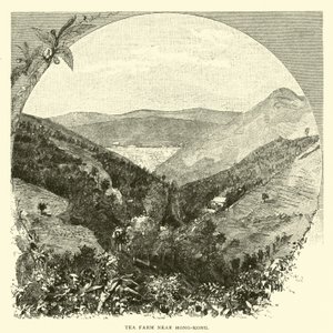 Tea Farm Near Hong Kong by American School
