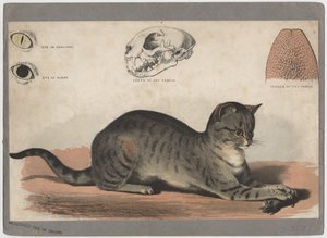 The Cat by American School