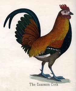 The Common Cock