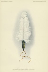 The feather symbol of Tirawa by American School
