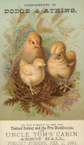 Three Baby Chicks in Nest