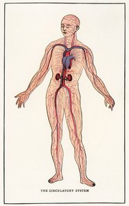 Vintage Anatomical Print of the Human Circulatory System by American School