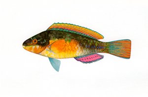 Vintage Print of a Bullethead Parrotfish by American School
