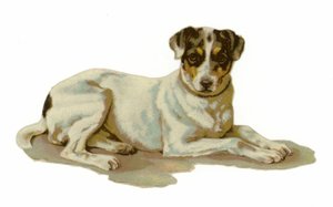 Young Dog Lying Down by American School