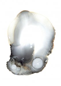 Specimen XI by Amy Louise Baker