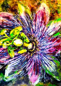 Vibrant Passion Flower Bloom