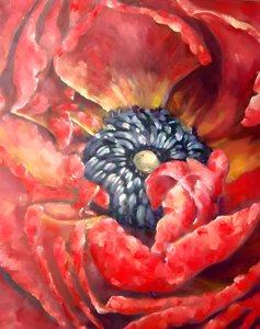 Vibrant Red Poppy by Anda Bieza