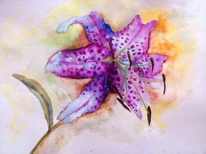 Vibrant Spotted Lily Bloom