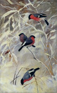 Bullfinches by Anders Kongsrud