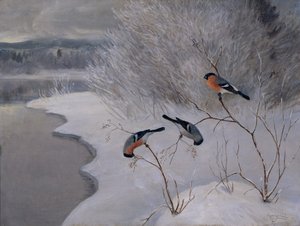 Bullfinches by Anders Kongsrud