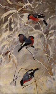 Bullfinches by Anders Kongsrud