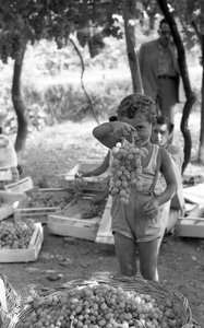 Bitter Grapes - Child with Cluster