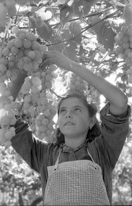 Bitter Grapes - The Very Young Pergolona by Ando Gilardi