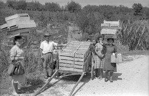 Bitter Grapes - Transport by Ando Gilardi