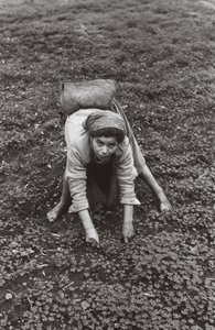 Olive Collector