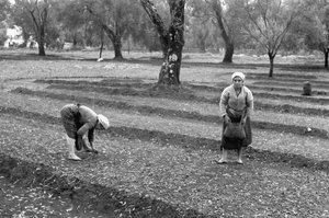 Olive Pickers by Ando Gilardi