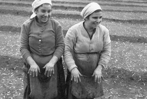 Olive Pickers by Ando Gilardi