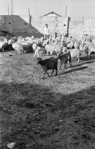 Transhumance in Crotone by Ando Gilardi