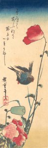 A Bluebird and Poppies