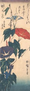 Morning Glories by Ando Hiroshige