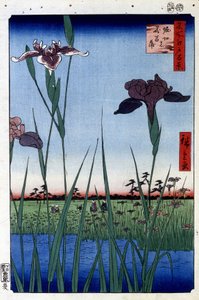 Water Iris - Japanese print by Utagawa Hiroshige. One hundred views of Edo by Ando or Utagawa Hiroshige