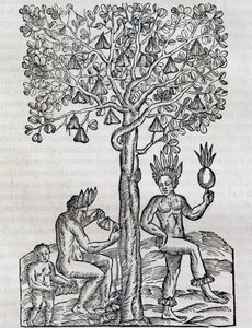 Nana Fruit, Tropical Medicinal Plant, from Universal Cosmology