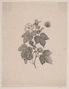 Cotton Plant by Andreas Flinch